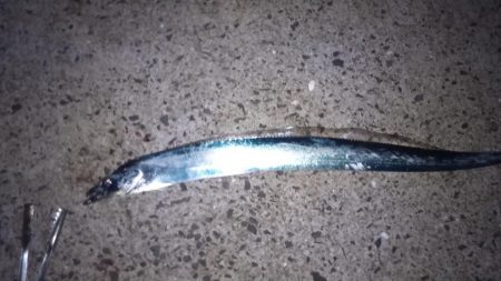 夜明け前は紀の川河口、その後煙樹ヶ浜へ！